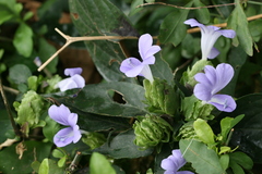 Barleria strigosa